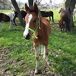Дом отдыха Gorczanska Koliba W Gorcach Kamienica (Limanowa)